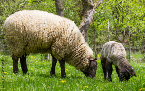 Ewe and lamb are grazing together in a garden