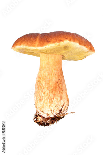 Mushroom: boletus edulis