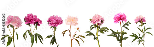 Set of different color peonies