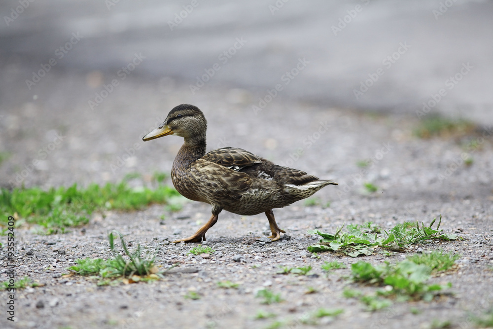 Fototapeta premium duck in city park