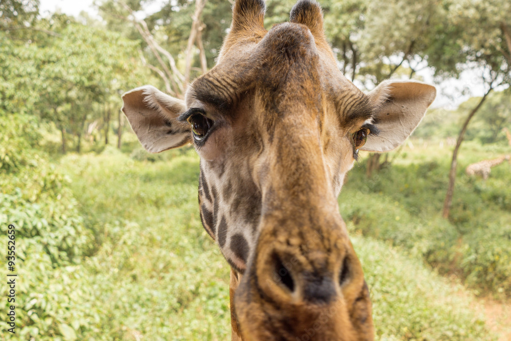 Portrait of a Giraffe