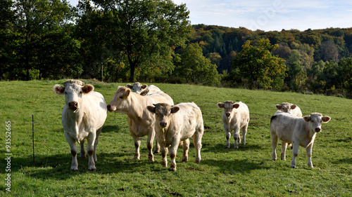 Vaches charolaises