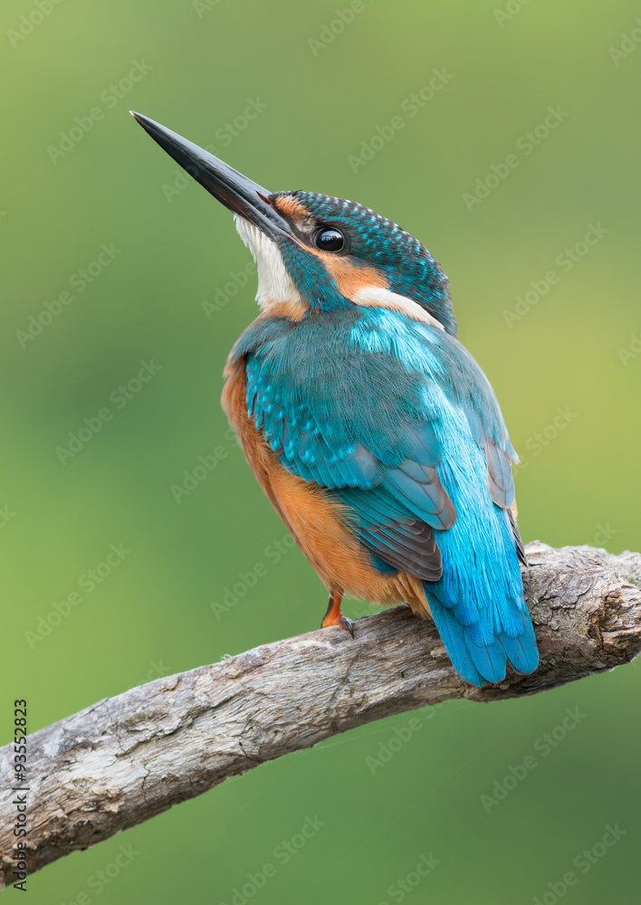 Fototapeta premium Common Kingfisher