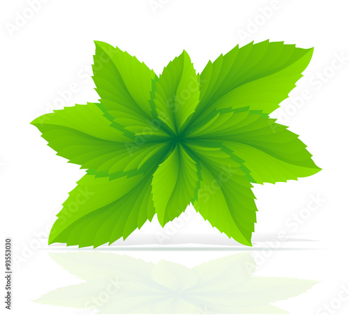 abstract mint leaves vector illustration