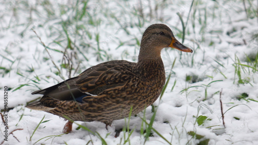 Duck on snow-covered grass Duck on snow-covered grass