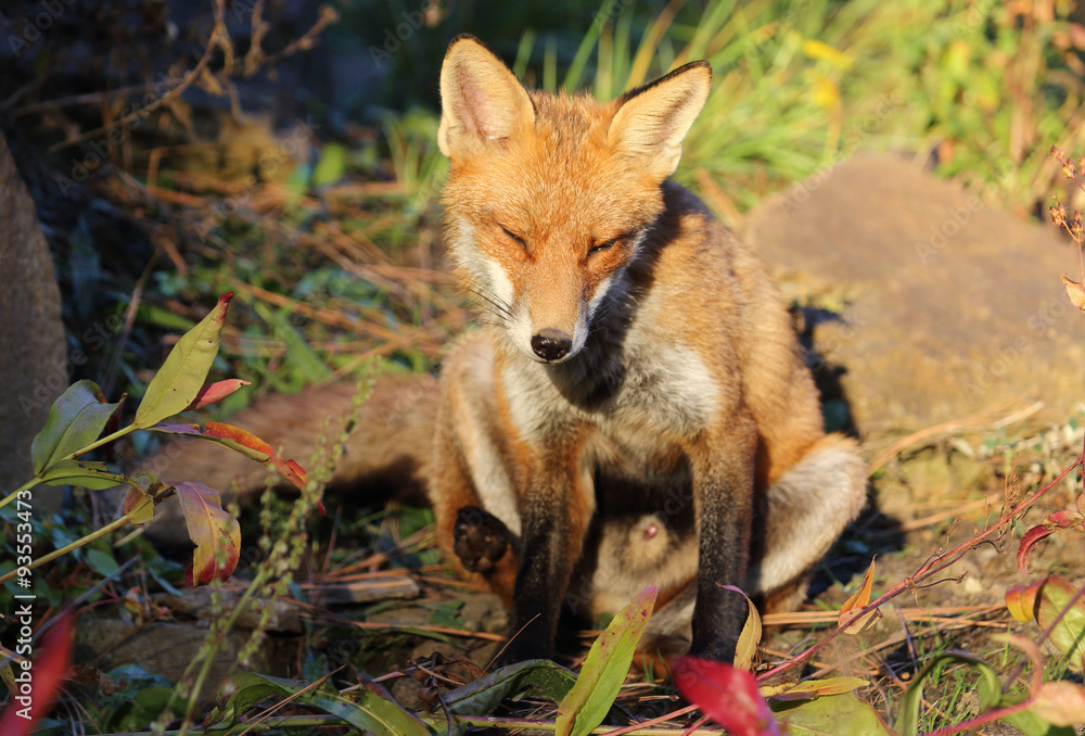 niedlicher Fuchs niedlicher Fuchs