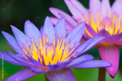 Close up beautiful pink lotus