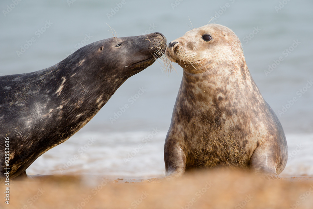 Fototapeta premium Seals