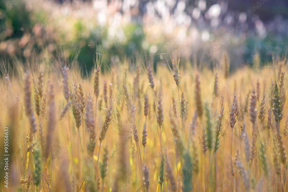 Fototapeta premium Golden fields of wheat, barley growing