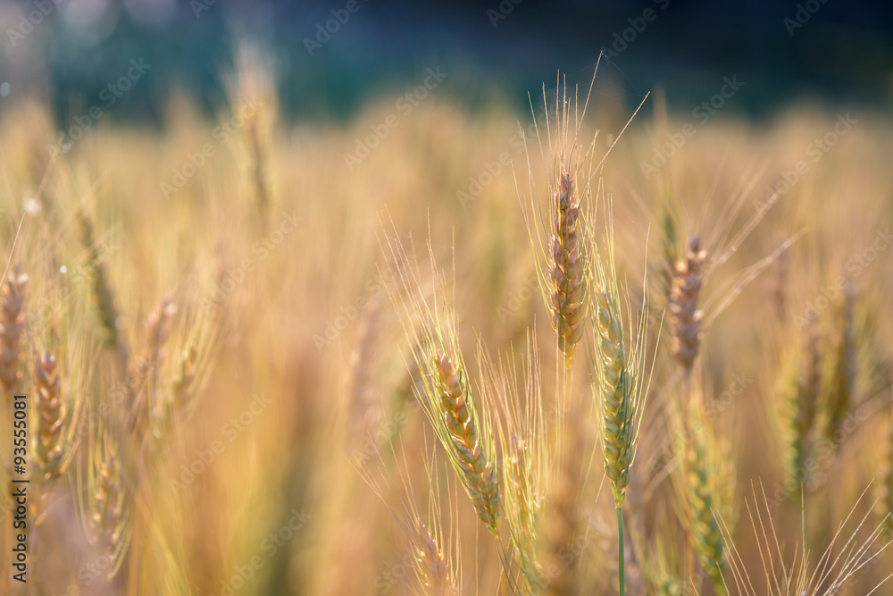 Golden fields of wheat, barley growing Golden fields of wheat, barley growing