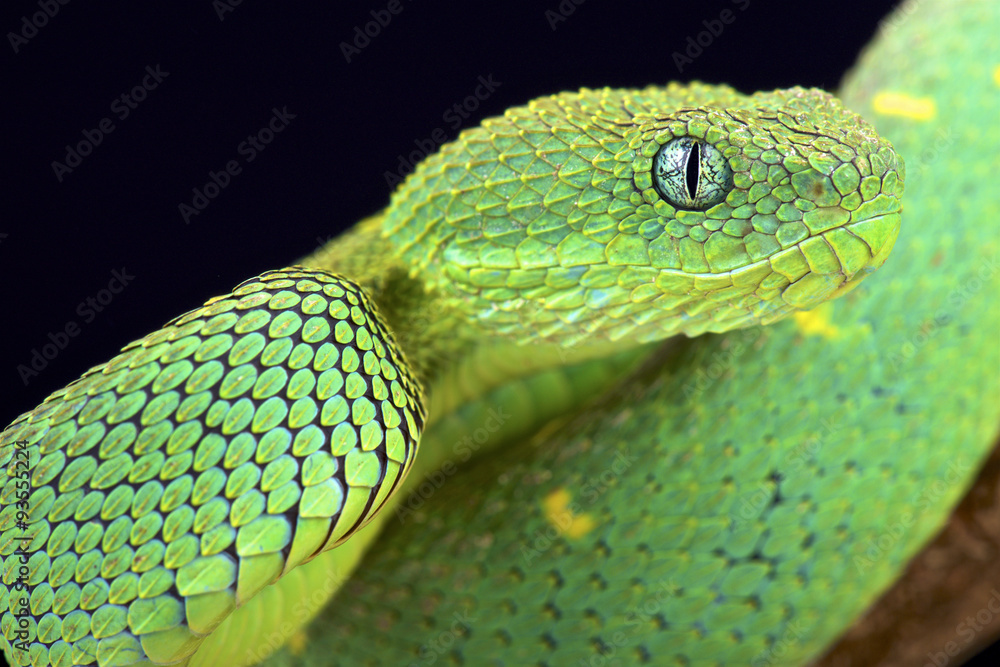 Western bush viper (Atheris chlorechis) close-up, captive (native to  Western Africa) Stock Photo