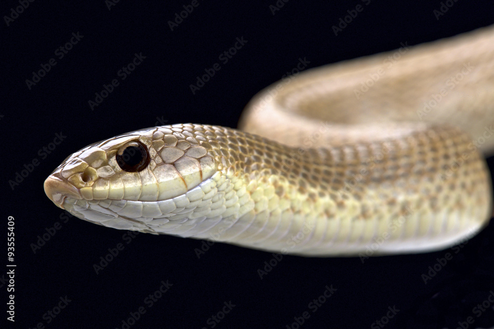 Obraz premium Blonde hognose snake (Leioheterodon modestus)