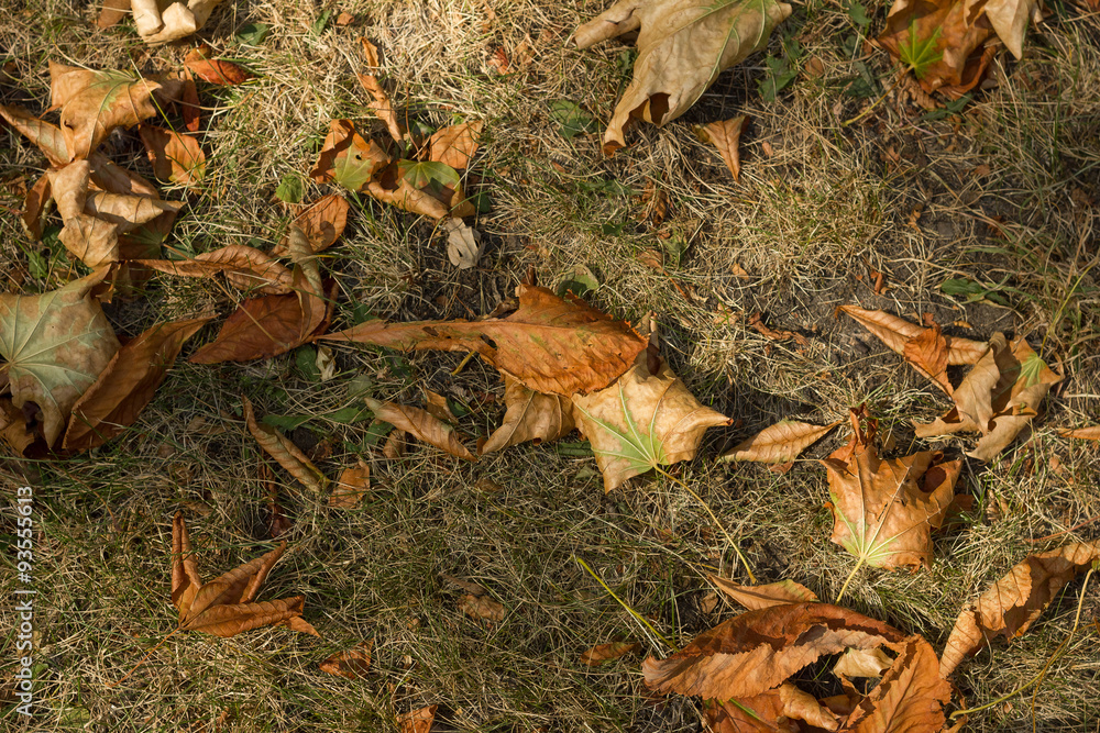 dried leaves and grass . autumn wallpaper

