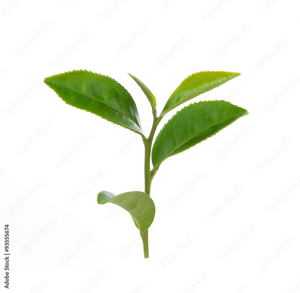 Obraz premium green tea leaf isolated on white background