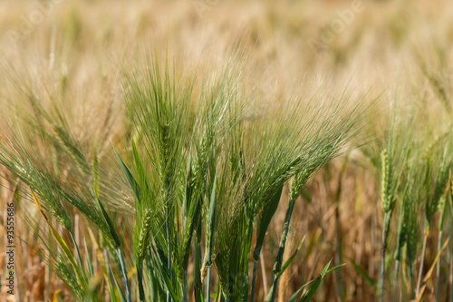 Golden fields of wheat, barley growing.