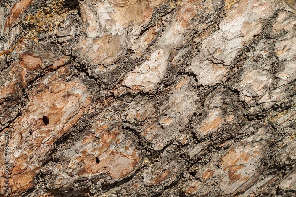 texture of pine bark