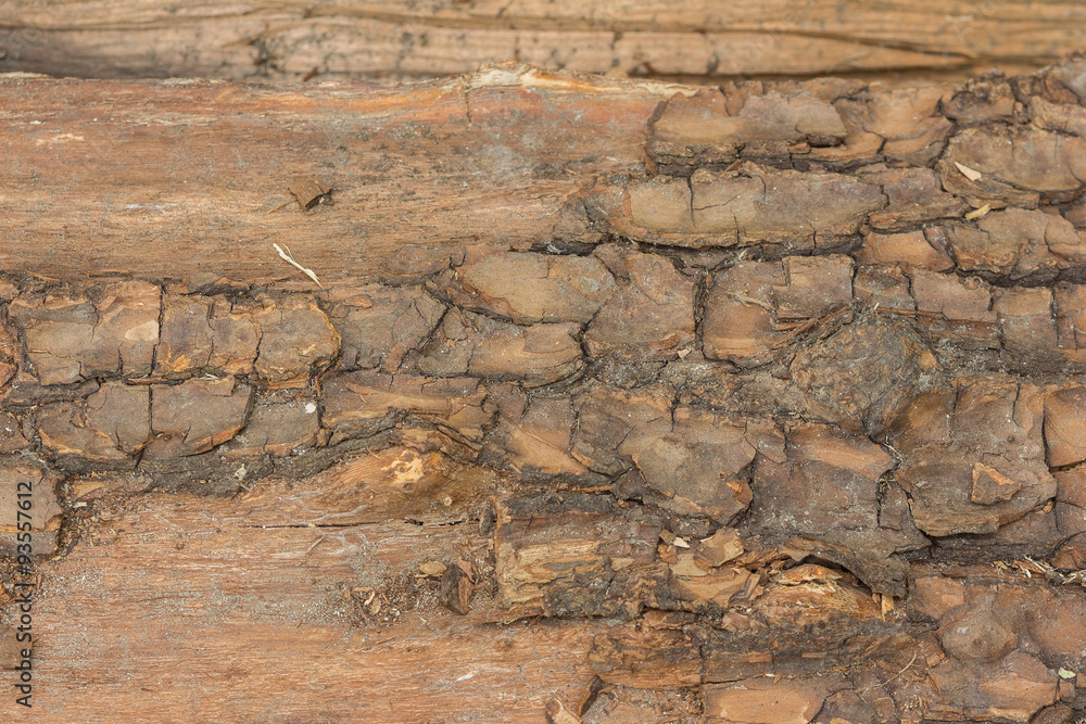 old tree texture old tree texture