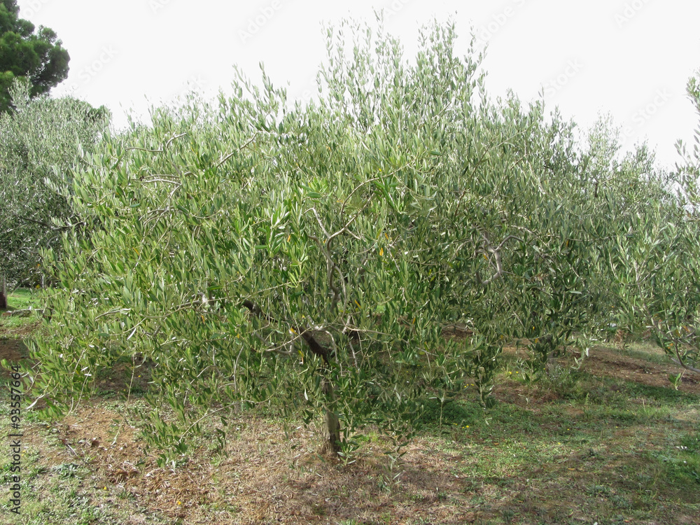 Mediterranean olive tree in Tuscany, Italy