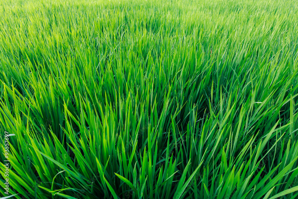 The fresh green rice field in sunshine The fresh green rice field in sunshine