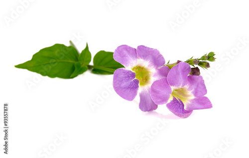Purple (violet) flower on white