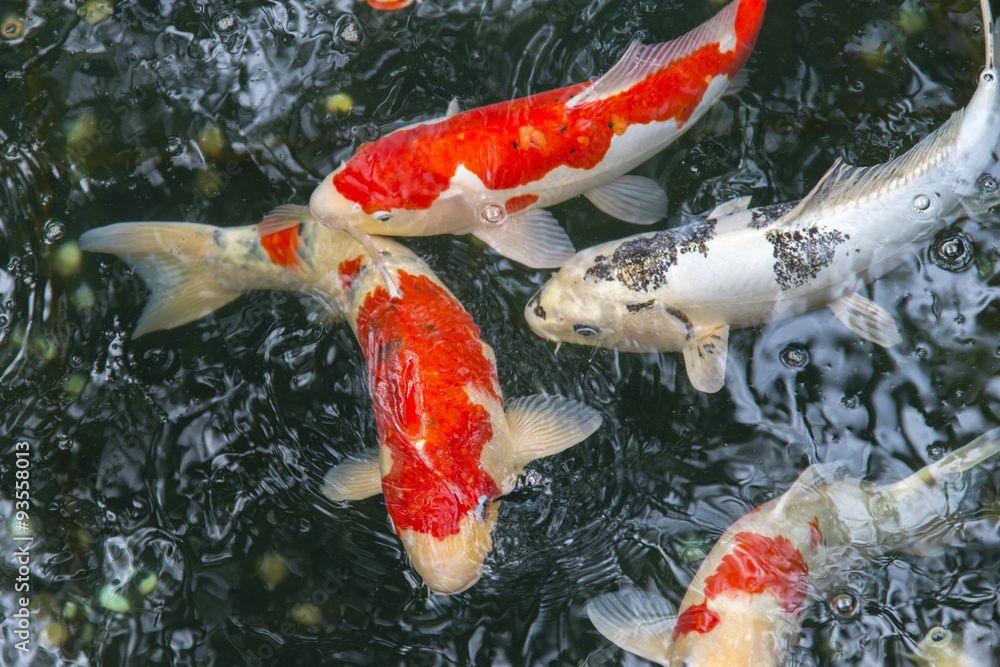 fish CARP fancy / koi in pond, japanese National animal Stock Photo | Adobe  Stock