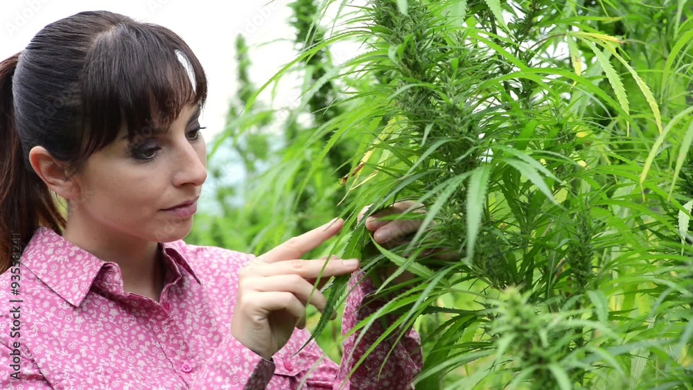 Woman checking hemp plants in the field Woman checking hemp plants in the field