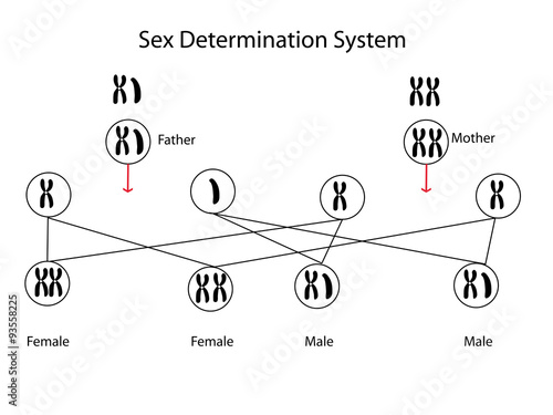 Sex Determination
