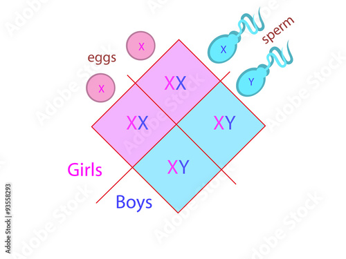 Sex Determination
