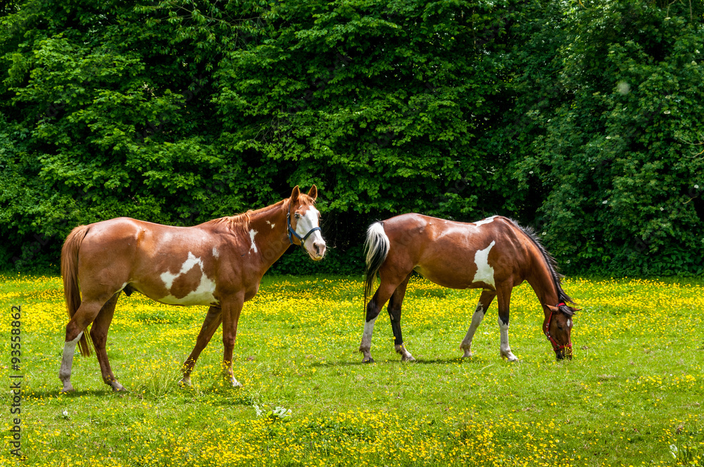Obraz premium Frühling auf der Wiese
