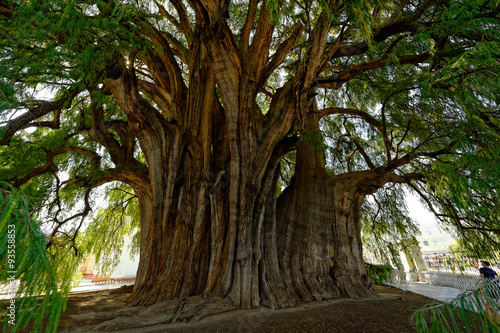 Photography Arbre de Tule , Oaxaca Mexique