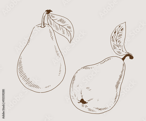 Pears 2 sketch vector illustration