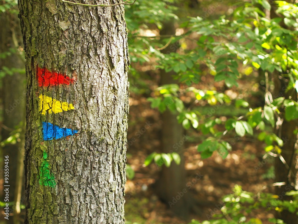 Fototapeta premium Cross country run - colorful orientation signs mostly aiming to the right.