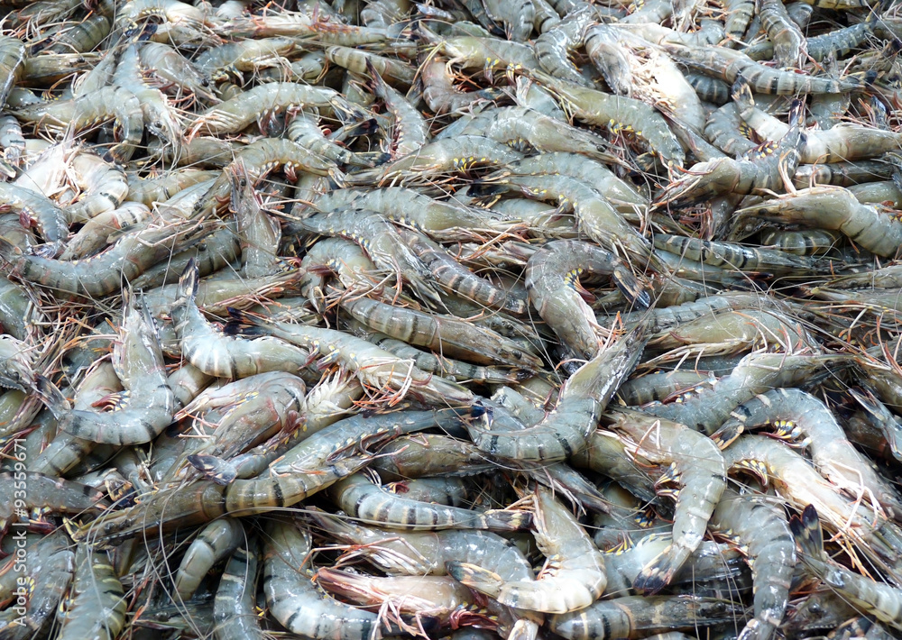 The fresh shrimps in fresh market