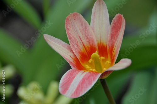 Isolated tulip