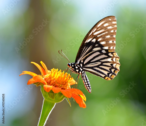 Butterfly on a flower #93560658