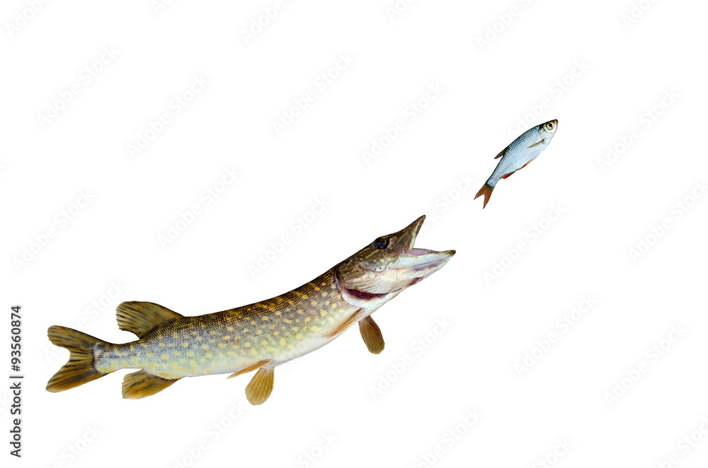 Naklejka premium pike chasing fish