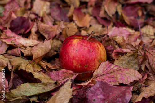 Red apple in the fallen leaves of grape / Красное яблоко в опавших листьях декоративного винограда