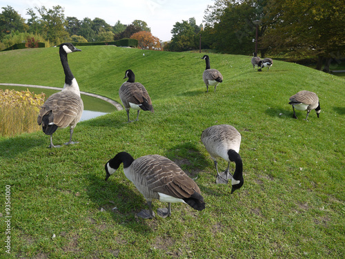 Canvas Print gooses walk