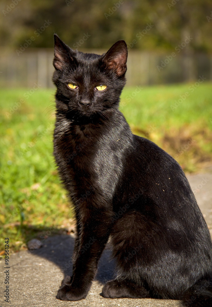 Beautiful black kitten with yellow eyes staring at viewer