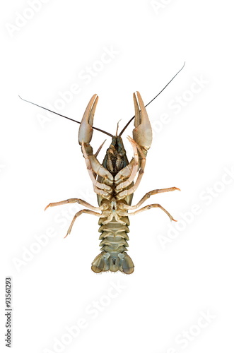 Crayfish isolated on white background