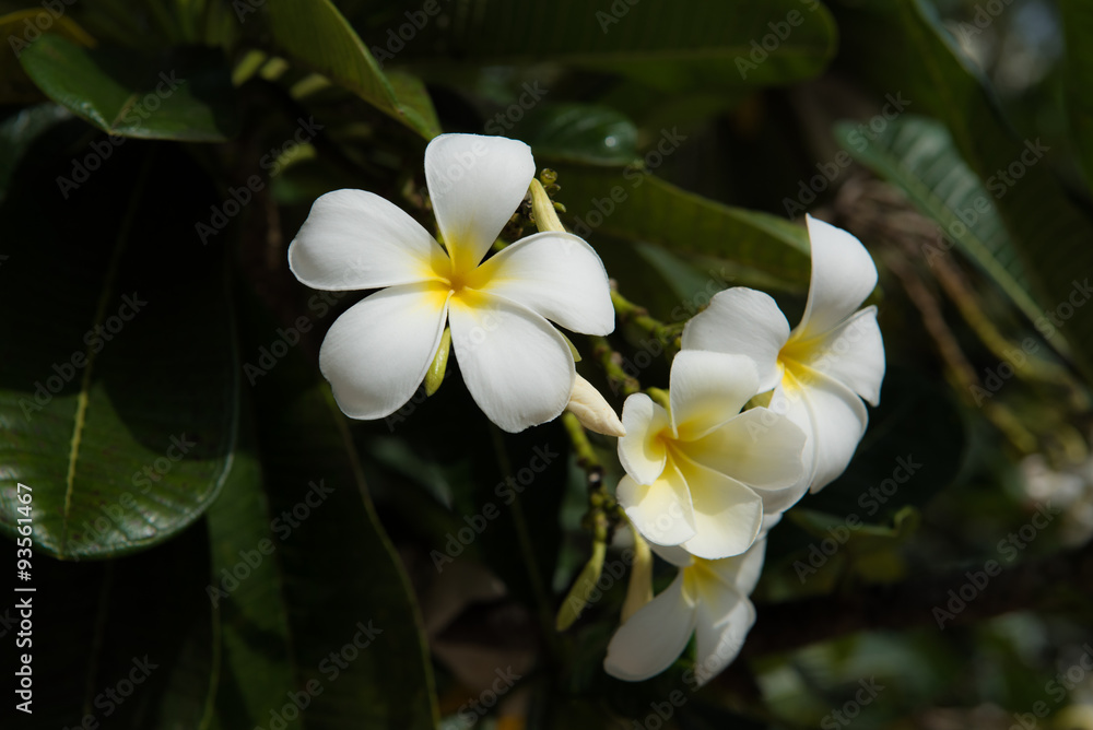 Fototapeta premium plumeria flower