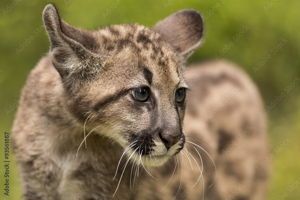Fototapeta premium Puma, Cougar