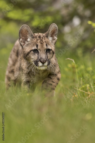 Puma  Cougar