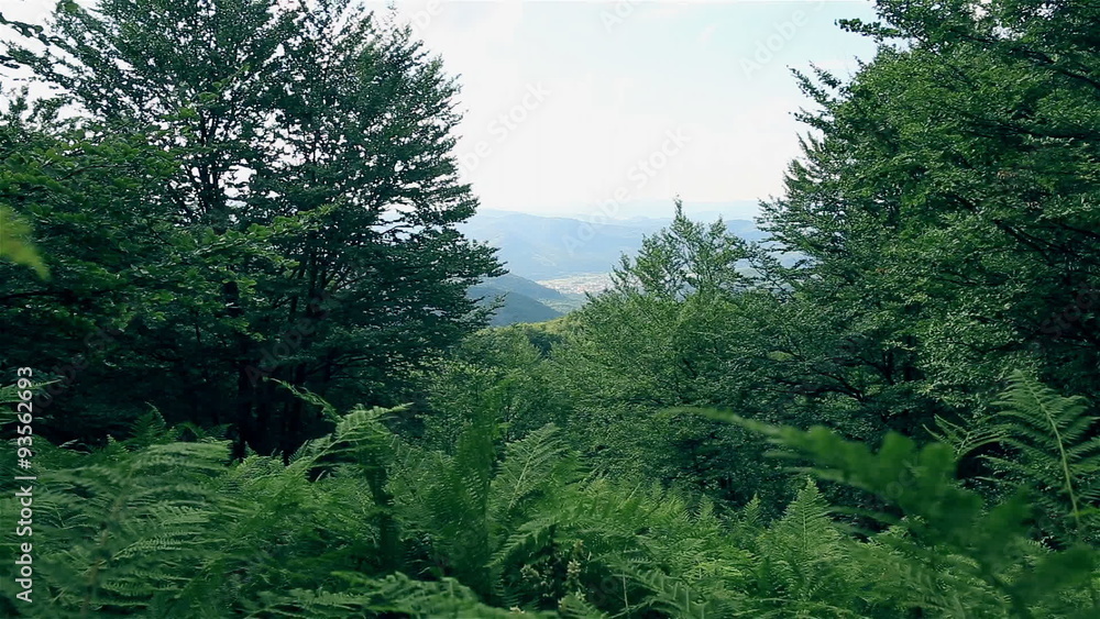 Mountains' fern thickets landscape. Mountains' fern thickets landscape.
