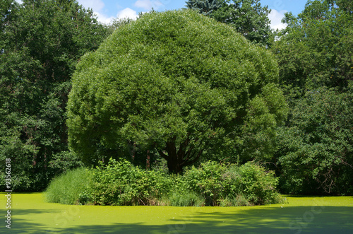 Остров с деревом на пруду в парке