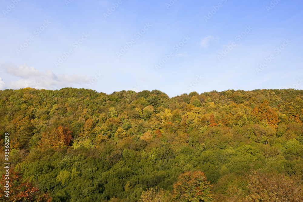 woodlands in autumn