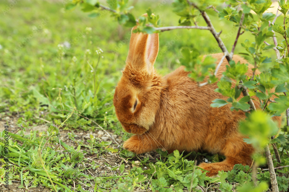 Fototapeta premium Young red rabbit on grass