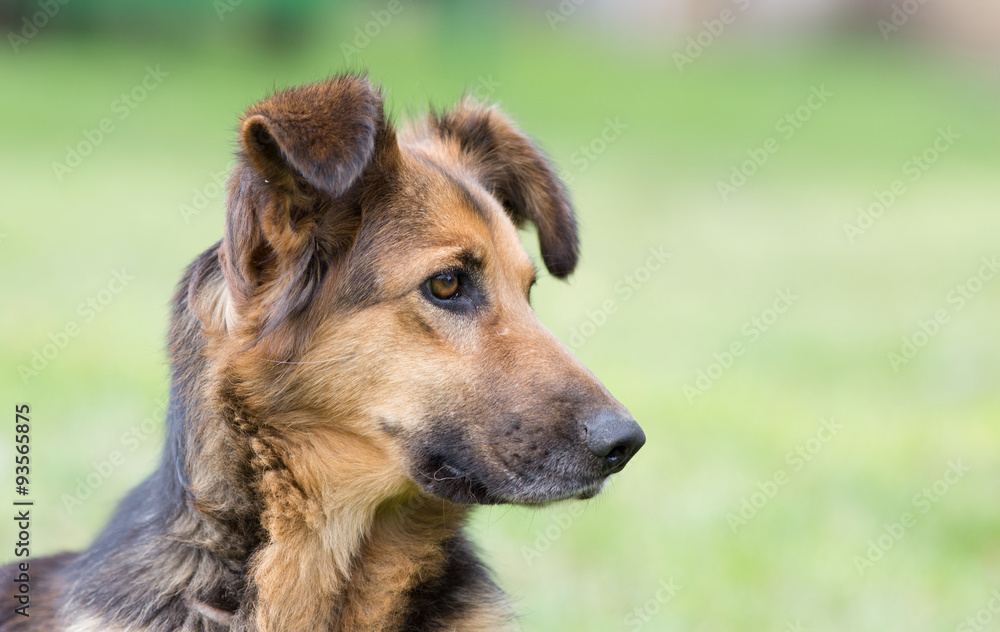 Fototapeta premium Cute dog portrait