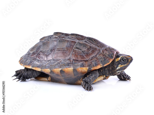 turtle on white background