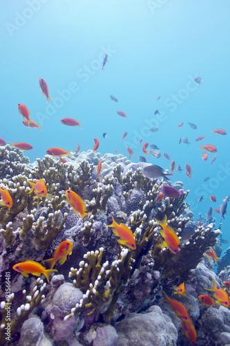 coral reef with  exotic fishes anthias in tropical sea, underwat photo